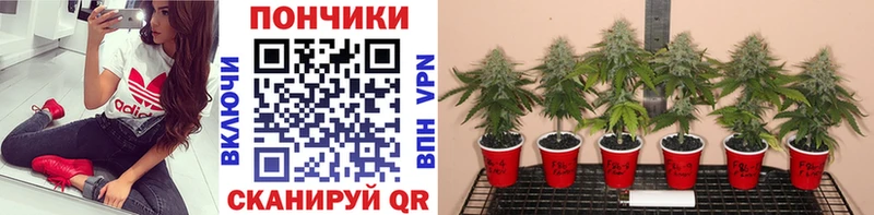 Купить  Кирово-Чепецк  Конопля Bruce Banner 
