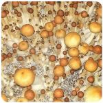 Псилоцибиновые (галлюциногенные)  грибы Psilocybin "Golden Teacher" в Кирово-Чепецке