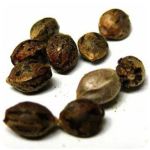Семена марихуаны АК-47  (Seeds AK-47) в Кирово-Чепецке